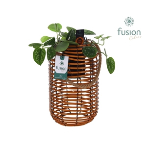 Spiraal mand Hori naturel incl. glas, hengsel en Scindapsus met 12 LED verlichting batterij