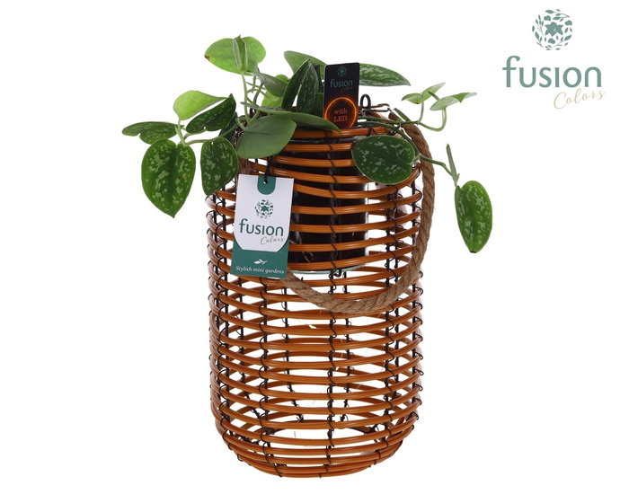 <h4>Spiraal mand Hori naturel incl. glas, hengsel en Scindapsus met 12 LED verlichting batterij</h4>