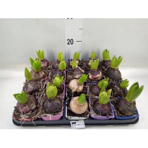 Hyacinthus orie.   ...mix 4