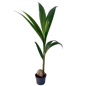 Cocos nucifera