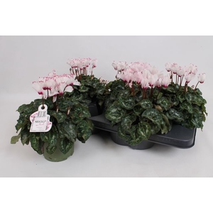 Cycl Kl Absol De Mor