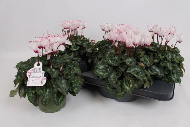 <h4>Cycl Kl Absol De Mor</h4>