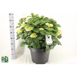 HYDR M CRYSTAL PALAC