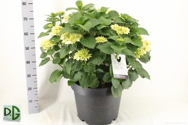 <h4>HYDR M CRYSTAL PALAC</h4>