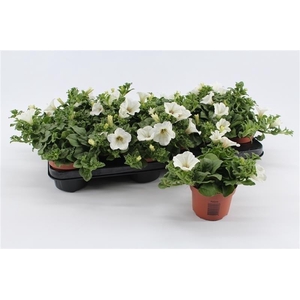 Petunia White