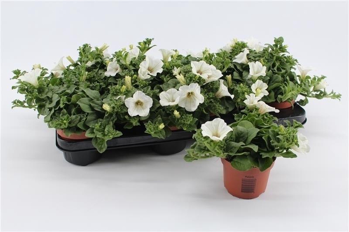 <h4>Petunia White</h4>