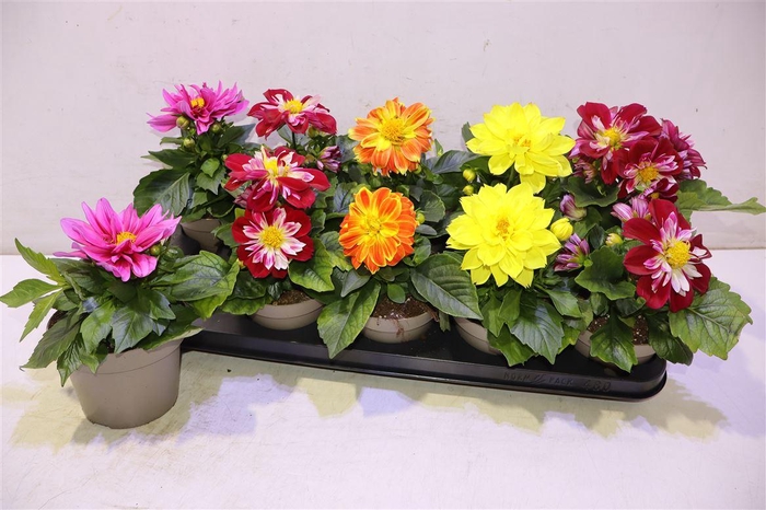 <h4>Dahl L Me Gem</h4>