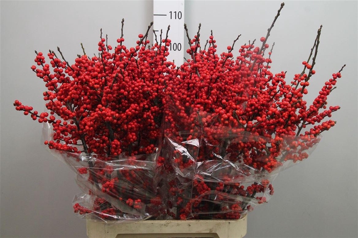 <h4>Ilex Ve Rode Bes</h4>