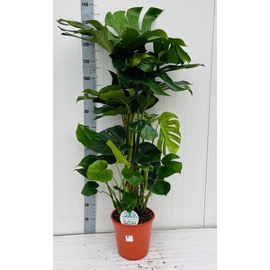 MONSTERA DELICIOSA