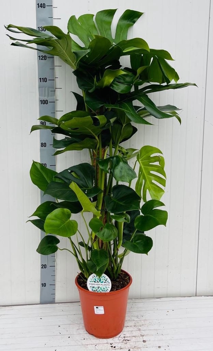 <h4>MONSTERA DELICIOSA</h4>