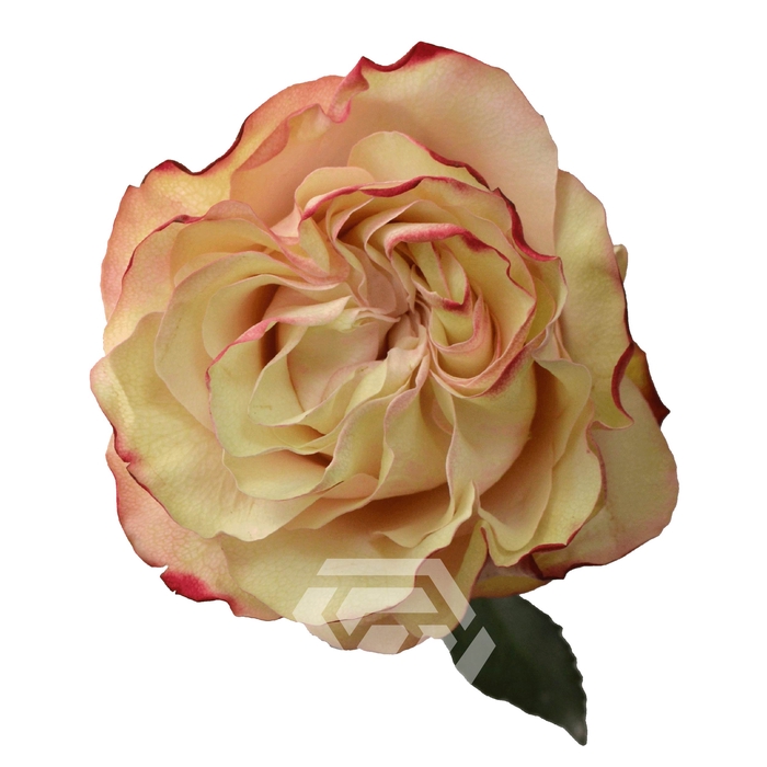 <h4>R GR COUNTRY CANDY Tessa</h4>