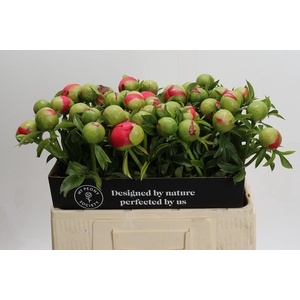 Paeonia Coral Sunset