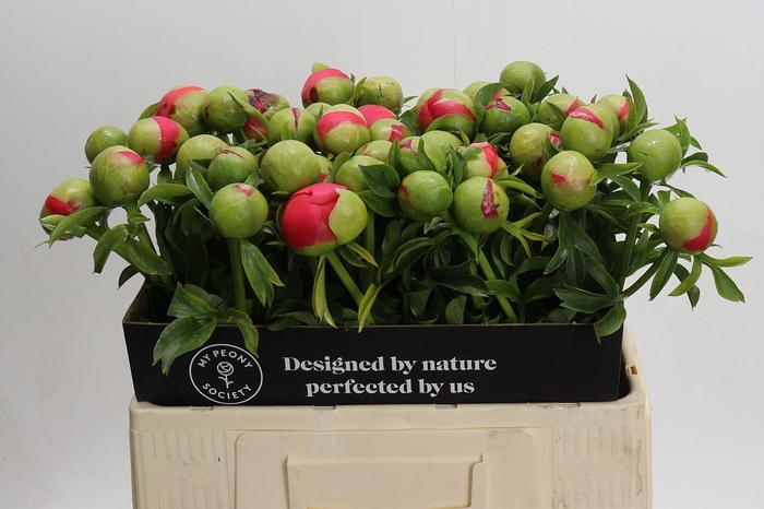 <h4>Paeonia Coral Sunset</h4>