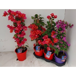 BOUGAINV DANIA