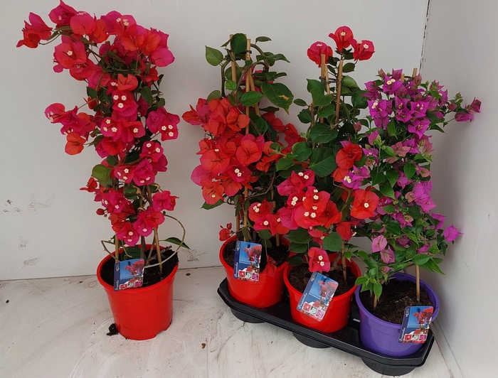 <h4>BOUGAINV DANIA</h4>