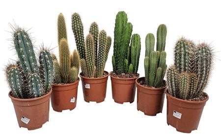 <h4>Cereus Mixdoos</h4>