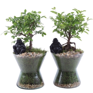 Bonsai Indoor Mix Ø12cm Ball Shape in Glass Hourglass Ø16cm