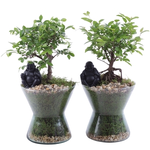 Bonsai Indoor Mix Ø12cm Ball Shape in Glass Hourglass Ø16cm