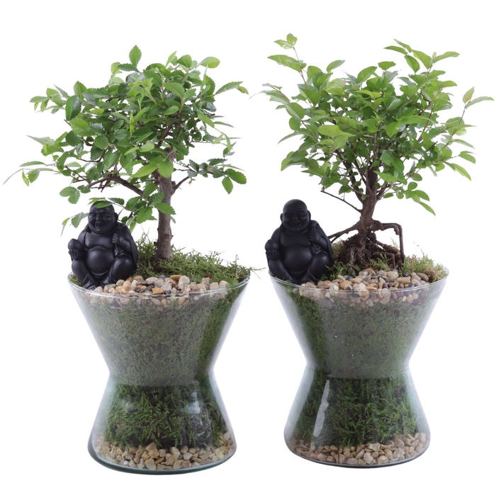 <h4>Bonsai Indoor Mix Ø12cm Ball Shape in Glass Hourglass Ø16cm</h4>