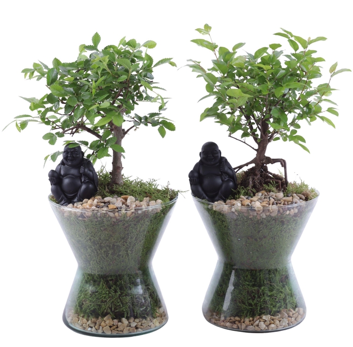 <h4>Bonsai Indoor Mix Ø12cm Ball Shape in Glass Hourglass Ø16cm</h4>