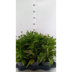 Echinacea purp. 'Sunmagic Vint Ora'