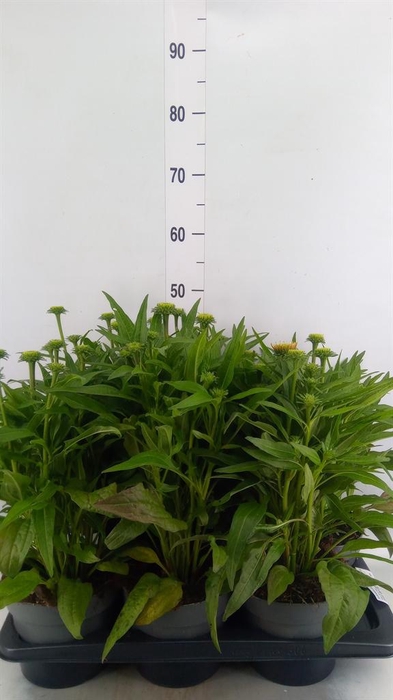 <h4>Echinacea purp. 'Sunmagic Vint Ora'</h4>