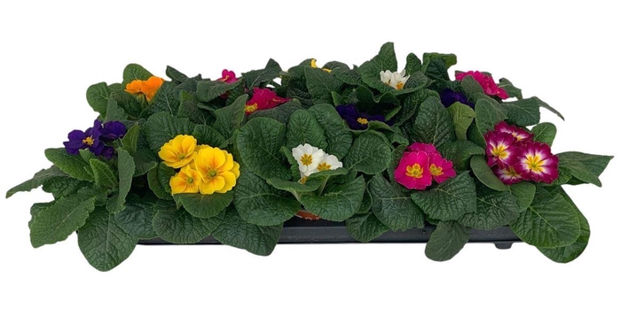 <h4>Primula Ac Gemengd</h4>