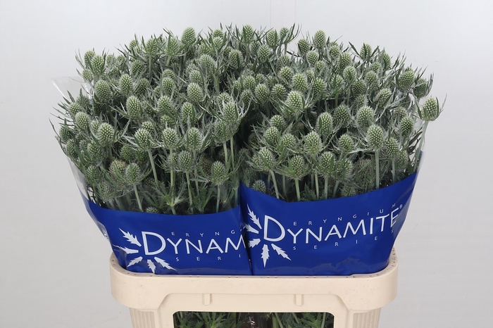 Eryngium Silver Dynamite