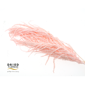 Dried Bleached Amaranthus Caudatus Light Pink