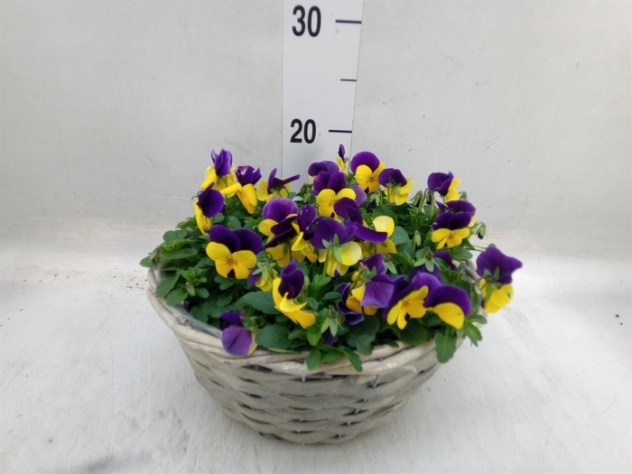 <h4>Viola corn.   ...</h4>