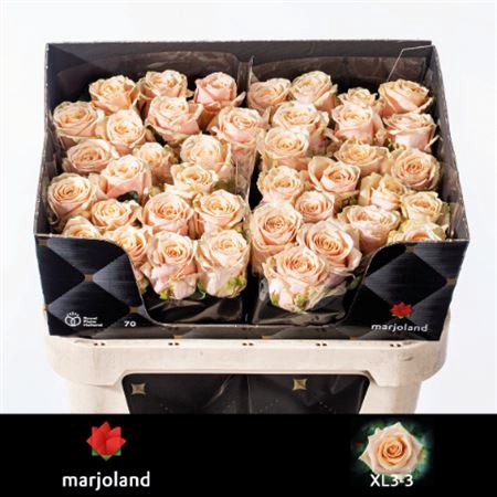 <h4>Rosa a grande fleur Bellini!</h4>