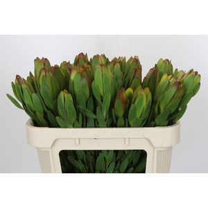 Leucadendron Goldstrike