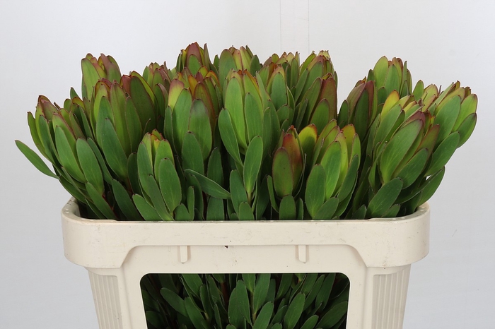 <h4>Leucadendron Goldstrike</h4>