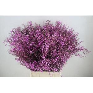 Ginster 400gr Lilac P Bunch