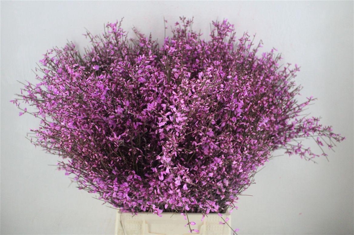 <h4>Ginster 400gr Lilac P Bunch</h4>