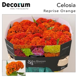 Celosia Reprise Orange Bos