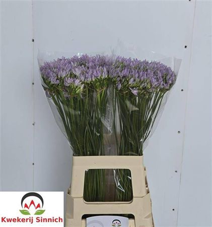 Trit Violet Queen
