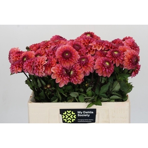 Dahlia Daisy Duke