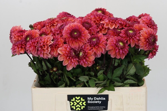 <h4>Dahlia Daisy Duke</h4>