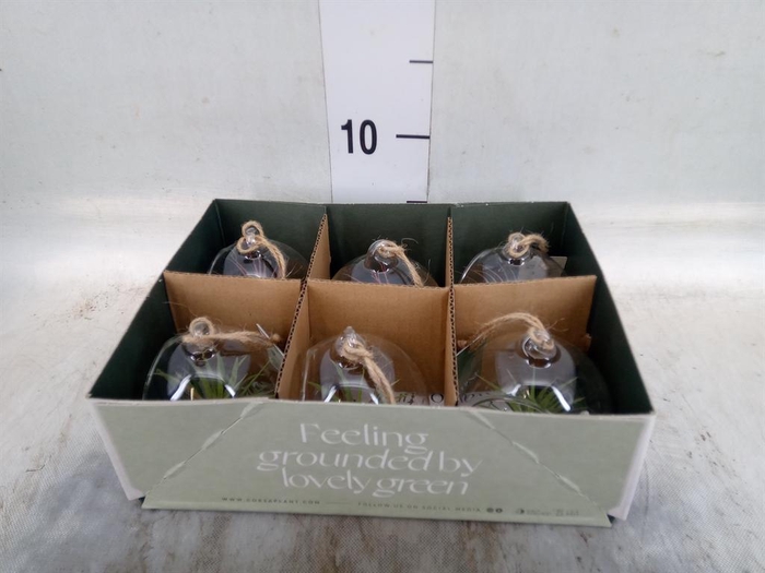 <h4>Arr.  Tillandsia L%</h4>