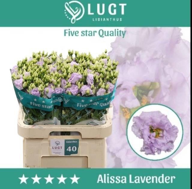 <h4>EUS G ALISSA LAVENDE</h4>