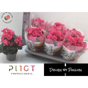 BEG HL ADONIA PINK