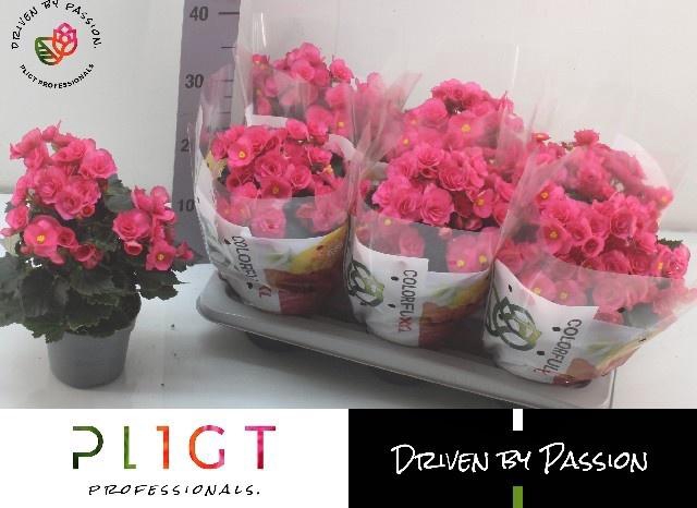 <h4>BEG HL ADONIA PINK</h4>
