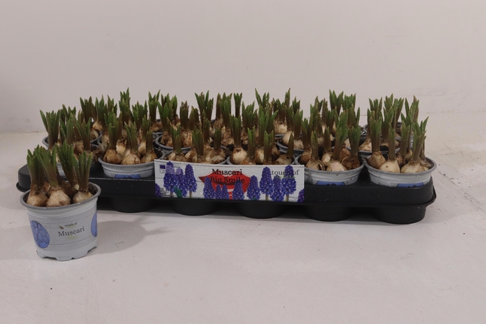 <h4>MUSCAR BIG SMILE</h4>