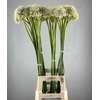 ALLIUM MOUNT EVEREST