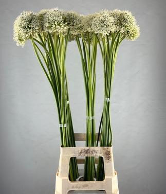 ALLIUM MOUNT EVEREST