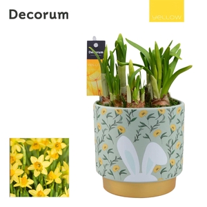 Narcis Bunny Ears HL14215 [YELLOW]