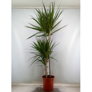 Dracaena marg. 'Magenta'