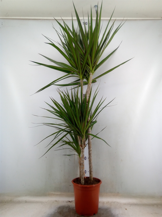 <h4>Dracaena marg. 'Magenta'</h4>