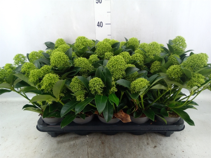 Skimmia jap. 'White Globe'